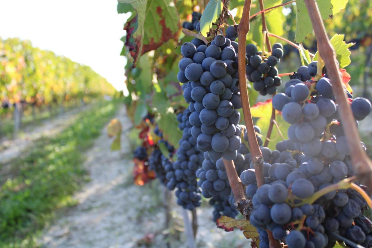 Castelnuovo  Agriturismo La Mussia מראה חיצוני תמונה